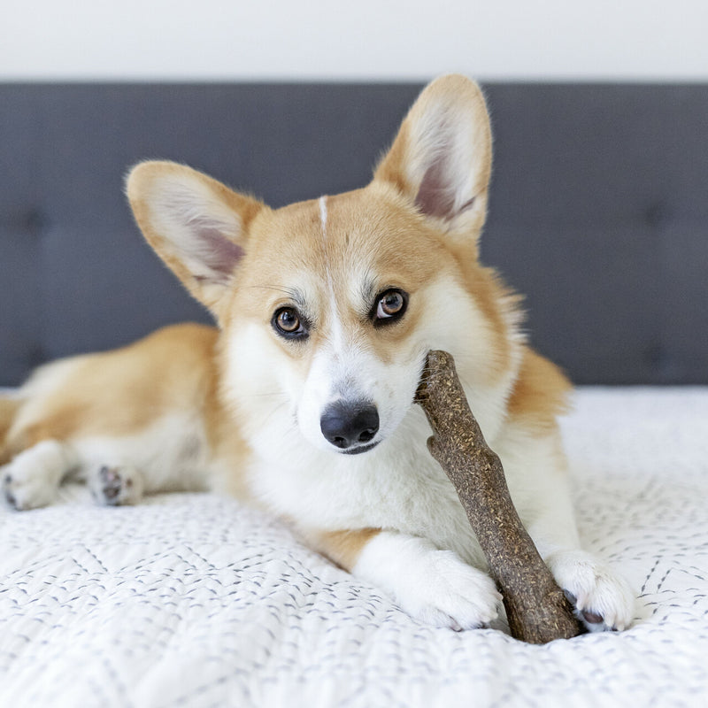 דוגווד המפ - צעצוע דנטלי המכיל עץ אמיתי וצמח המפ מרגיע לכלב