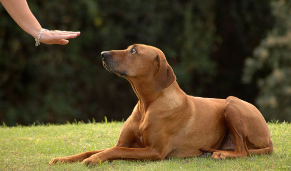 4 פקודות חשובות ללמד כל כלב