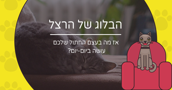 אז מה בעצם החתול שלכם עושה ביום-יום?
