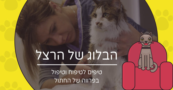 טיפים לטיפוח וטיפול בפרווה של החתול