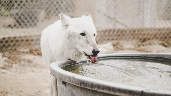 האם הכלב שלך שותה מספיק מים?