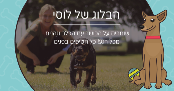 שומרים על הכושר עם הכלב ונהנים  מכל רגע! כל הטיפים בפנים