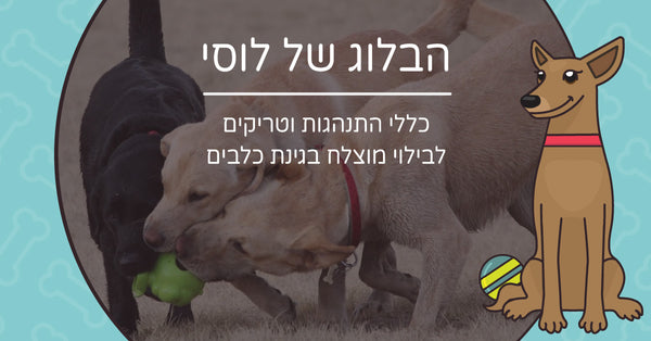 כללי התנהגות וטריקים לבילוי מוצלח בגינת כלבים