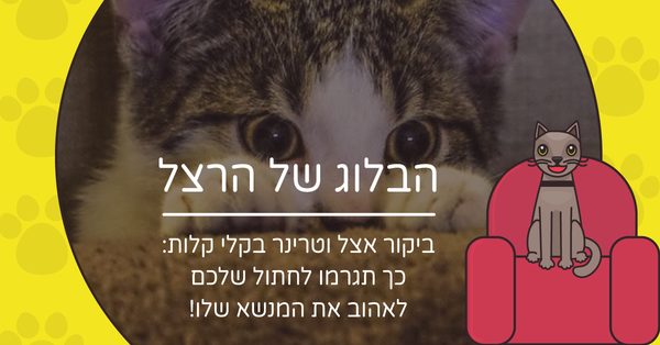 ביקור אצל וטרינר בקלי קלות: כך תגרמו לחתול לאהוב את המנשא שלו!