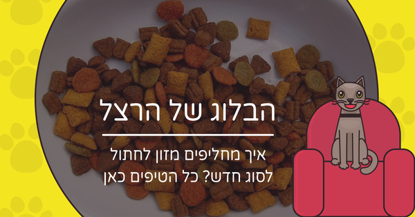 איך מחליפים מזון לחתול?