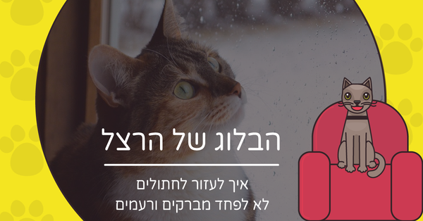 איך לעזור לחתולים לא לפחד מברקים ורעמים