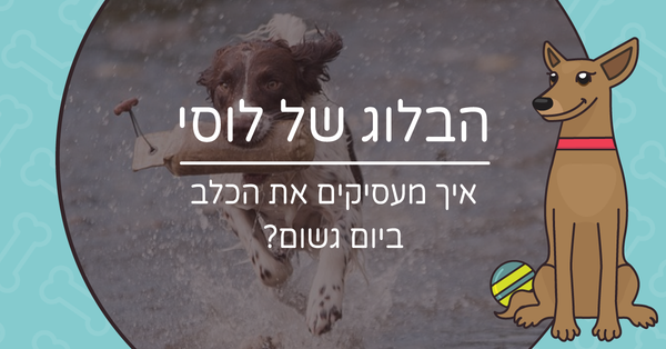 איך מעסיקים את הכלב ביום גשום?