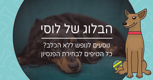 נוסעים לנופש ללא הכלב? כל הטיפים לבחירת הפנסיון