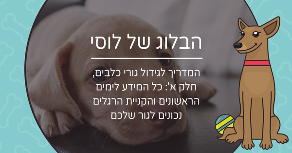 המדריך לגידול גורי כלבים, חלק א': כל המידע לימים הראשונים והקניית הרגלים נכונים לגור שלכם