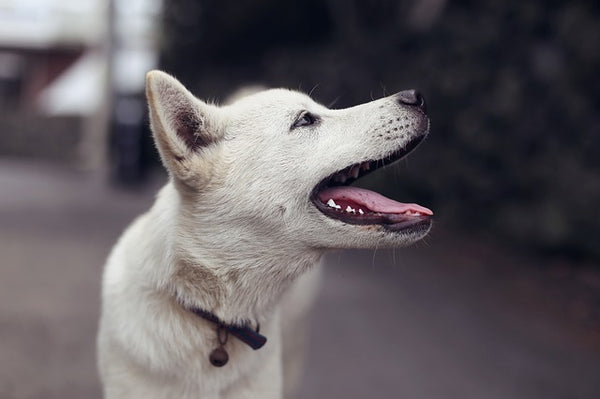 ריח רע מהפה לכלב: ממה זה נובע ואיך מתמודדים?