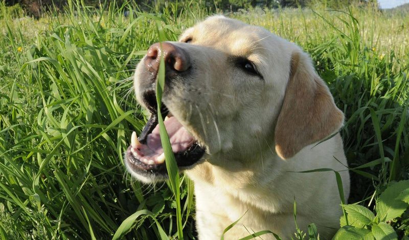 למה כלבים אוכלים דשא? 3 סיבות עיקריות