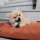 גרדן בייטס חטיף פירות דנטלי לכלב – מברשות שיניים סמול 50 יח' 500 גרם