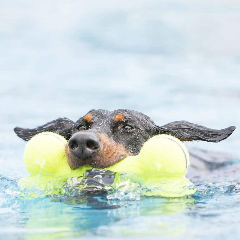 קונג עצם סקוויקר מידה KONG AirDog S