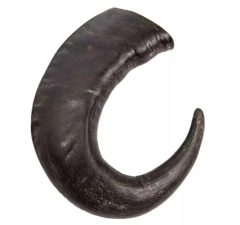 קרן בופאלו לכלב 100% טבעי  גדולה