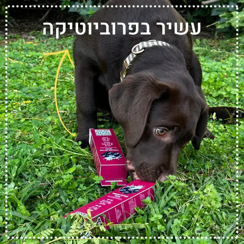 חטיף לכלב ולחתול קוביות יוגורט עם אוכמניות 100% טבעי 45 גרם BARK